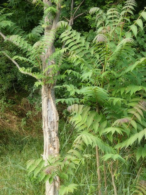 Айлант высочайший и Китайский ясень особенности роста и применения Ailanthus altissima Айлант высочайший, Китайский ясень (Ailanthus altissima)