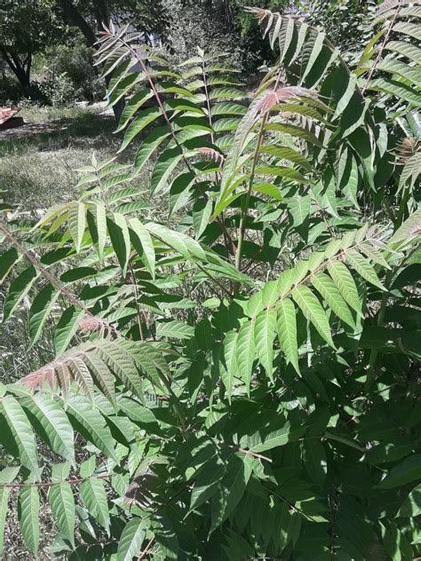 Особенности использования в ландшафтном дизайне дерева Ailanthus altissima