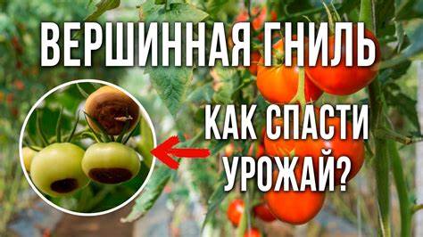 Диагностика и причины поражения плодов