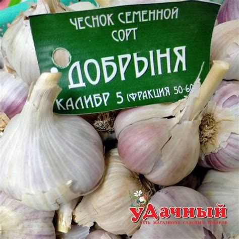 Особенности ухода: сроки посадки, полив и защита от болезней
