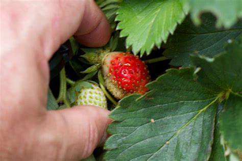 Как защитить клубнику от нематоды и какие препараты помогут при заражении Как бороться с нематодой на клубнике (землянике)? | Какие препараты помогут от нематоды на клубнике?