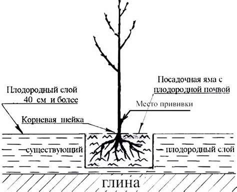 Как правильно посадить саженец: пошаговый процесс
