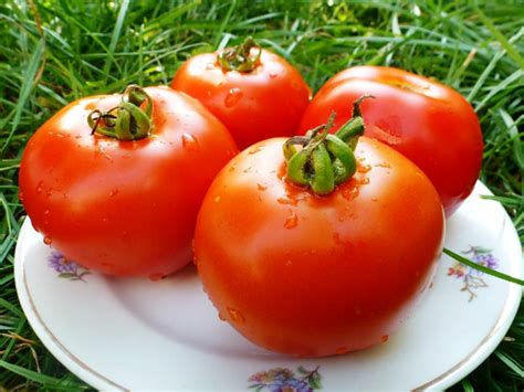 Как сохранить помидоры свежими до Нового года без потери вкуса и полезных свойств Как сохранить помидоры свежими до Нового года | Полезно