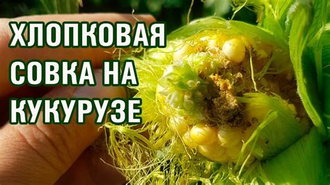 Методы защиты от вредителей без химикатов