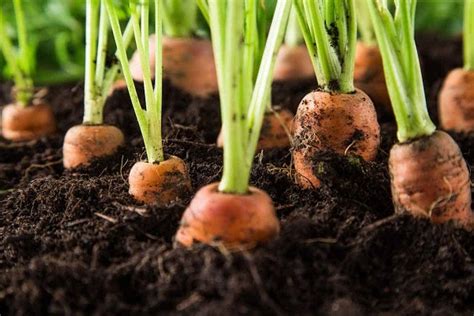 10 популярных сортов лука для выращивания на грядке и клумбе 10 самых популярных видов лука для грядки и клумбы | На грядке