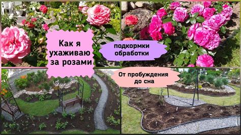 Уход за розами с весны до осени советы по выращиванию и уходу для начинающих Уход за розами с весны до осени: советы для новичков и не только