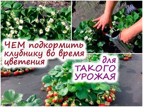 5 лучших подкормок для клубники для гарантированного богатого урожая 5 подкормок для клубники (земляники садовой) - урожай вам гарантирован