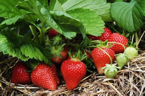 Пошаговый план применения подкормок для максимального урожая клубники