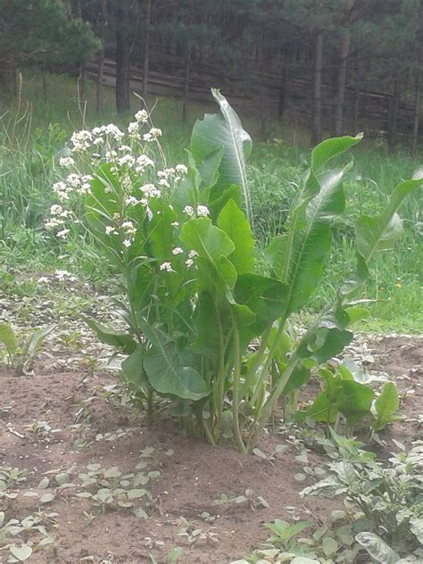 Практические советы по уходу за хреном во время и после цветения