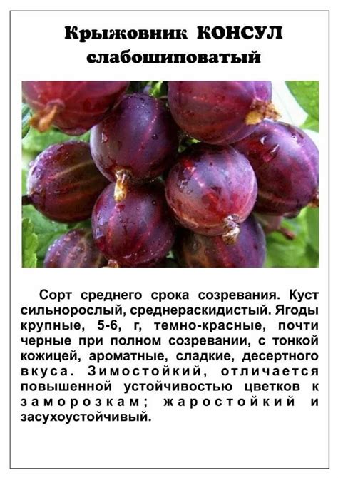 Крыжовник Грушенька характеристика сорта преимущества и недостатки выращивание и отзывы Крыжовник Грушенька: характеристики сорта, плюсы и минусы, выращивание, отзывы