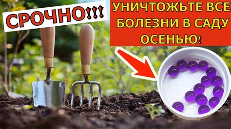 Как обработать кусты осенью от болезней и вредителей в саду Чем обработать кусты осенью от болезней и вредителей | В саду