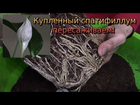 Пошаговая инструкция по смене ёмкости с учётом состояния корней и почвы