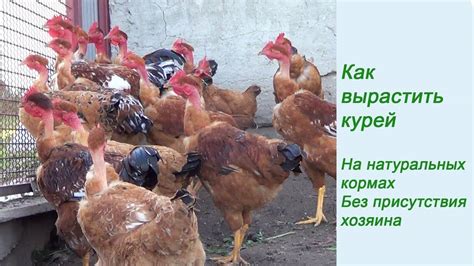 Характерные особенности внешнего вида безперых птиц