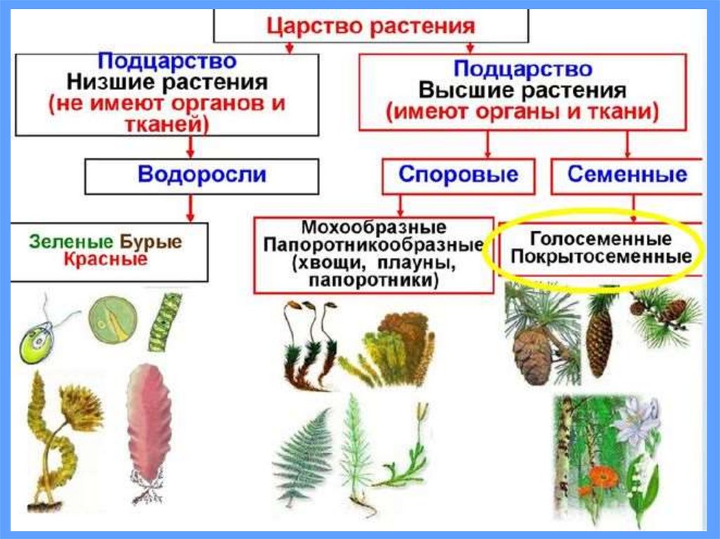 Способы размножения у хвойных и цветковых: чем они отличаются?