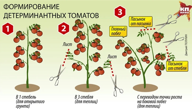 Выбор способа формирования растений в зависимости от сорта