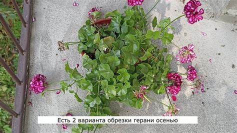 Какие части растения стоит удалить, чтобы оно пережило холода
