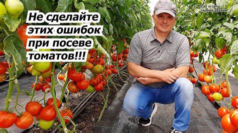 Как правильно вырастить рассаду гелиотропа пошаговая инструкция с фото для цветника Как вырастить рассаду гелиотропа: пошаговая инструкция с фото | В цветнике