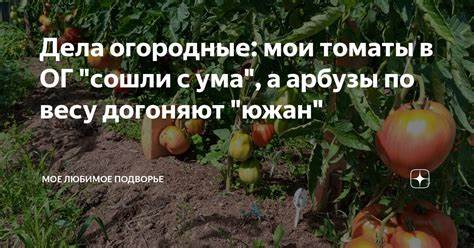Выбор породы кур для сада и огорода