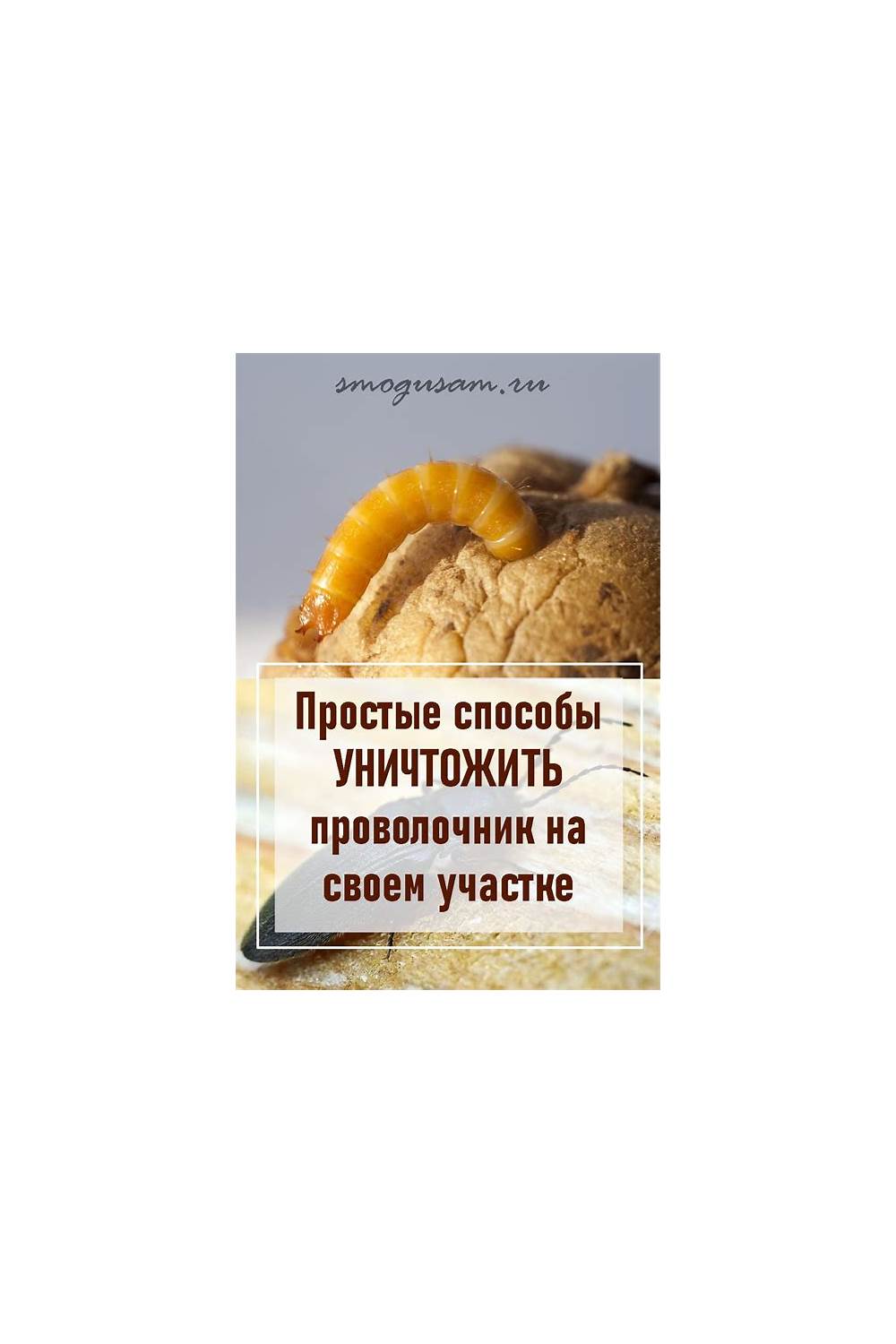 Что делать для предотвращения повторного появления вредителя на участке