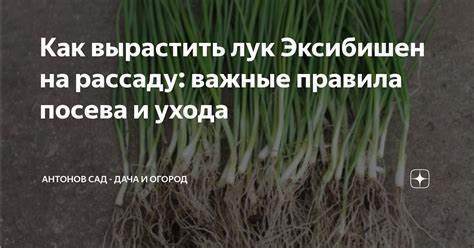Особенности вкуса и устойчивость к болезням