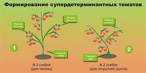 Как правильно формировать томаты в теплице пошаговая инструкция по выращиванию помидоров Как формировать томаты в теплице – пошаговая инструкция формирования помидоров