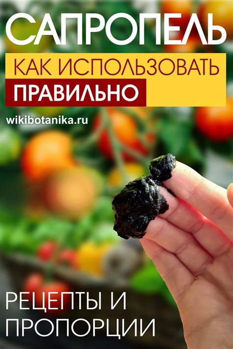 Сапропель: виды, состав и применение в садоводстве