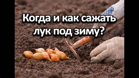 Техника посадки и подготовка почвы для лука