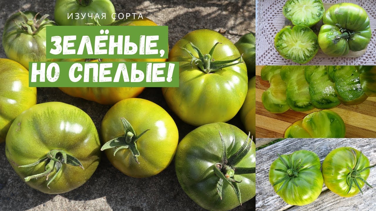 Особенности выращивания и ухода за незрелыми плодами на даче