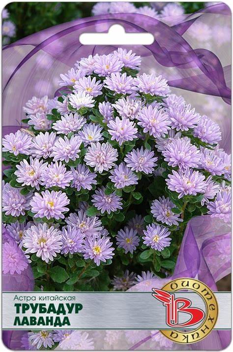 Сорта многолетних астр с названиями и фото для вашего сада Сорта многолетних астр: названия, фото