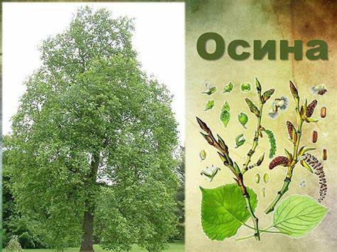 Тополь описание видов размножение и применение этого дерева Тополь: описание, виды, размножение и применение тополя