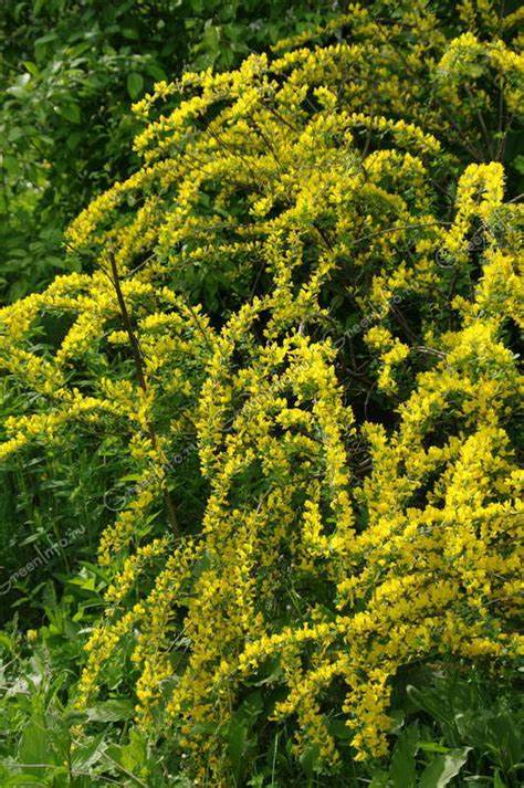 Ракитник русский Chamaecytisus ruthenicus особенности характеристик и применения Ракитник русский (Chamaecytisus ruthenicus)