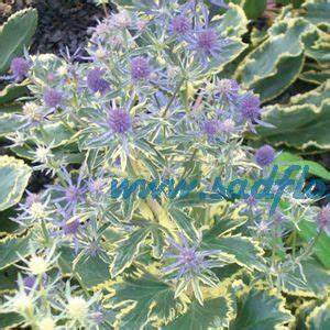 Синеголовник плосколистный Eryngium planum описание и особенности выращивания Синеголовник плосколистный (Eryngium planum)
