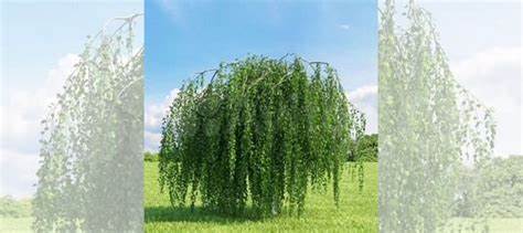 Береза Юнга или плакучая Юнга Betula pendula Youngii особенности и уход Береза Юнга, или плакучая Юнга (Betula pendula 'Youngii')