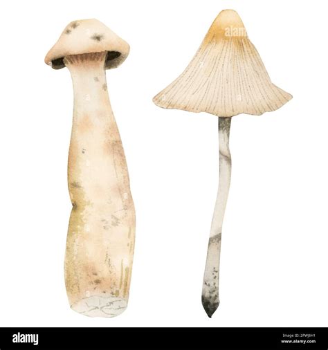 Описание и съедобные свойства пеструшки лохматой Macrolepiota excoriata Http://gribnoemesto.com/edible/macrolepiota-excoriata