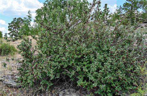 Кизильник Черноплодный Cotoneaster melanocarpus особенности и преимущества растения Кизильник Черноплодный (Cotoneaster melanocarpus)
