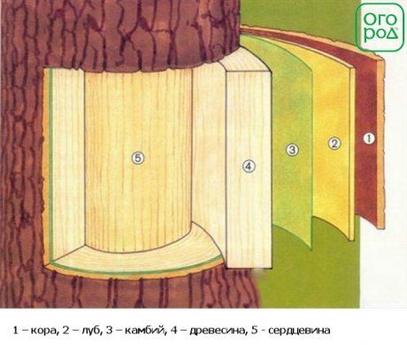 Подготовка инструмента и материалов для прививки яблонь