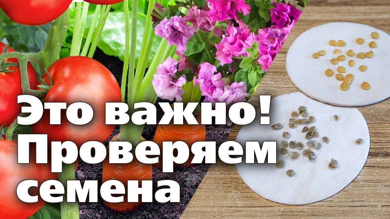 Как провести тест на всхожесть семян и определить их качество для посадки Тест на всхожесть: как понять, что купленные семена – хорошие | На грядке