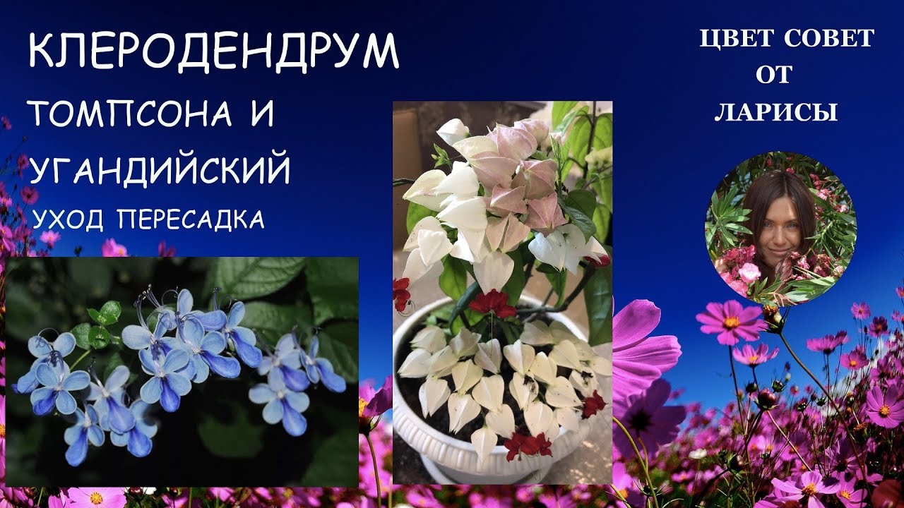 Голубая бабочка: содержание, смена горшка и получение черенков