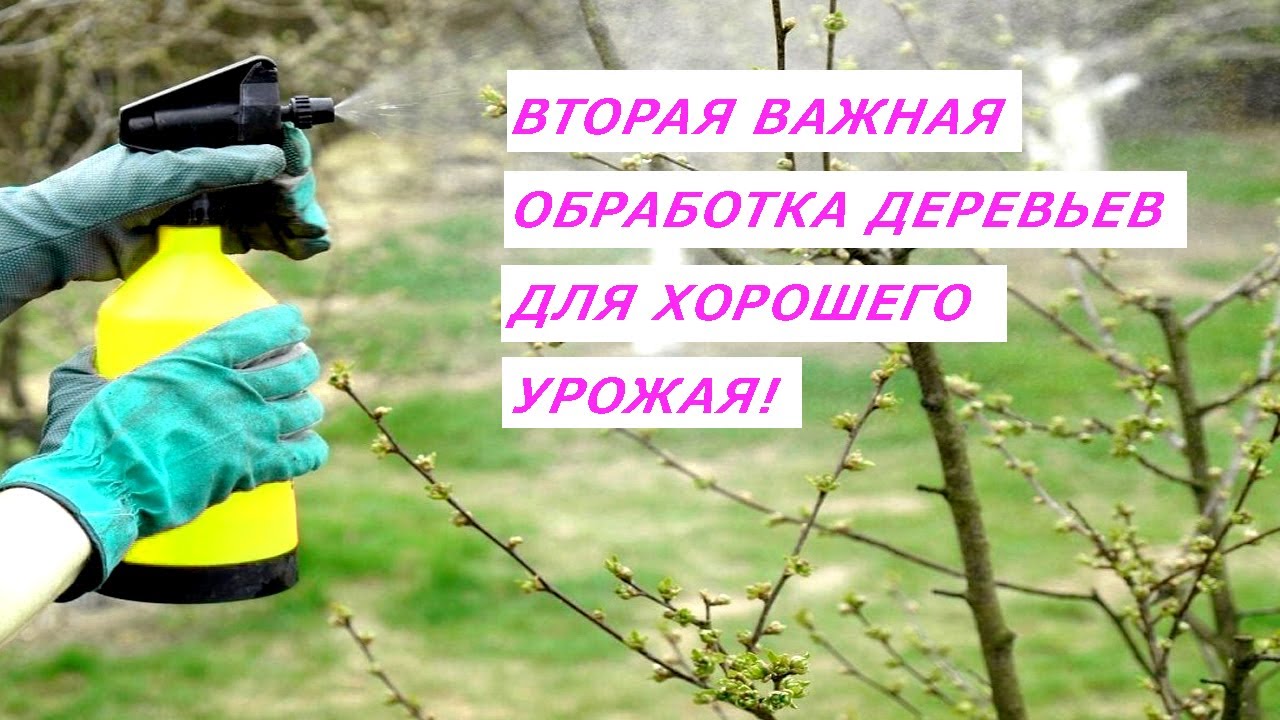 Когда и какие средства применять для защиты растений весной?