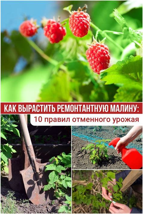 Как вырастить ремонтантную малину для отличного урожая по 10 простым правилам Как вырастить ремонтантную малину: 10 правил отменного урожая | В саду