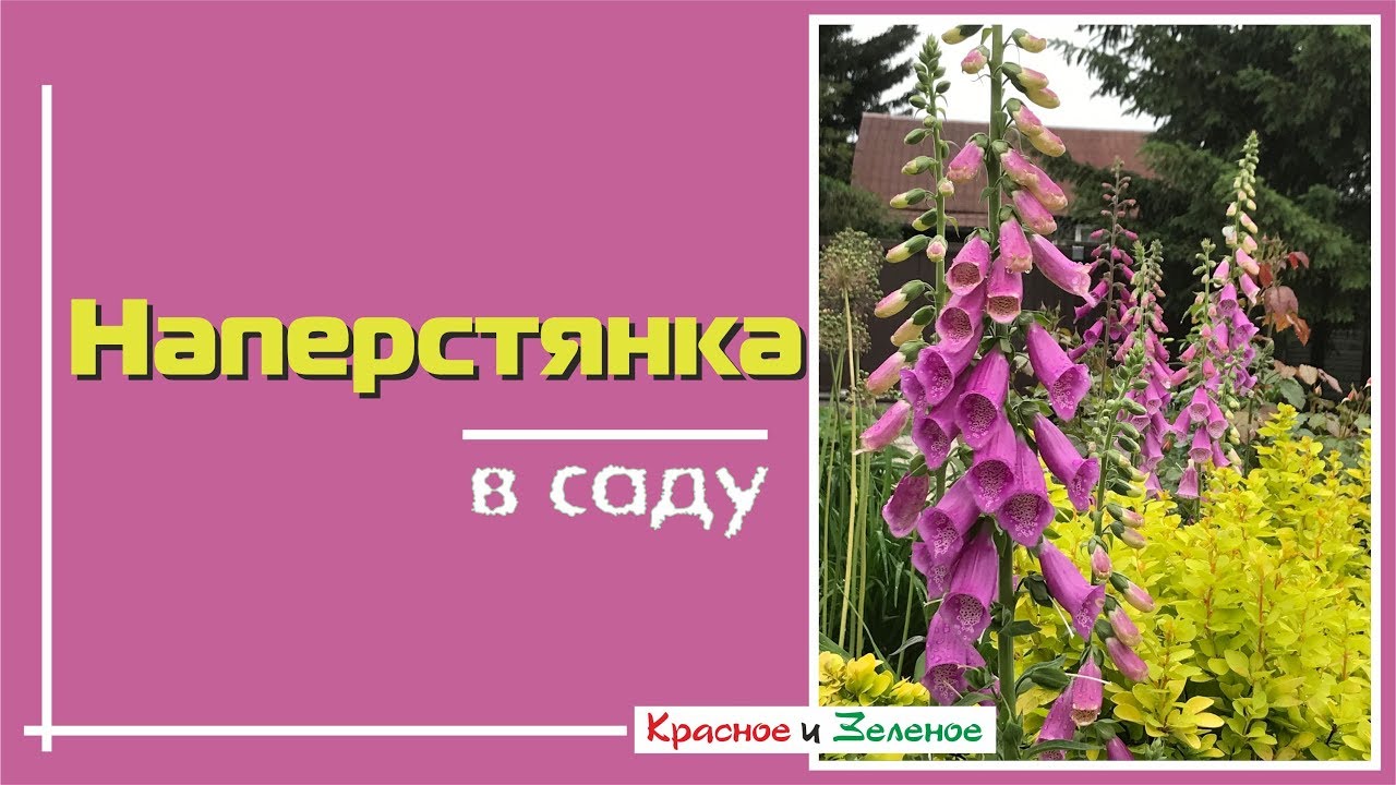 Выбор подходящего места для посадки растения