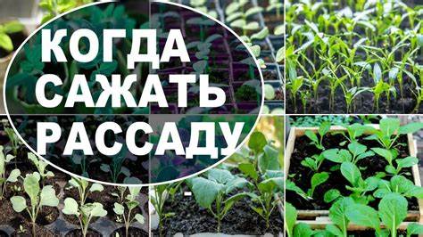 Когда сажать перец и баклажаны в 2025 году по Лунному календарю точные даты Когда сеять перец и баклажаны в 2025 году: точные даты с учетом Лунного календаря | Перец, баклажаны