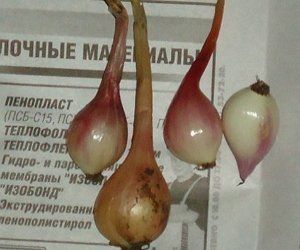 Семейный лук описание посадка уход популярные сорта с фото для вашего огорода Семейный лук: описание, посадка, уход и популярные сорта с фото | На грядке