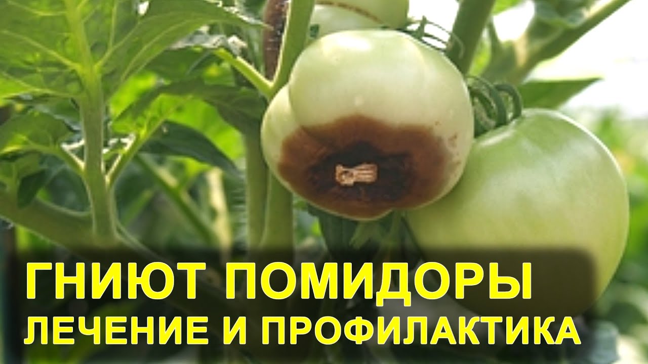 Как погодные условия влияют на гниение плодов и что с этим делать