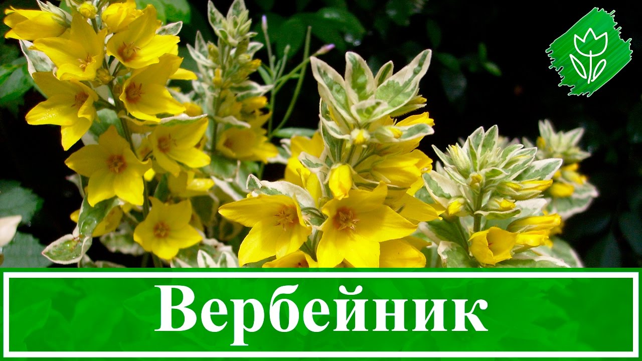 Вербейник: виды, выращивание в саду