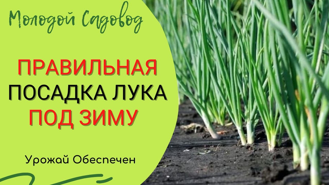 Как правильно сажать лук под зиму в условиях Средней полосы России Как сажать лук под зиму в Средней полосе