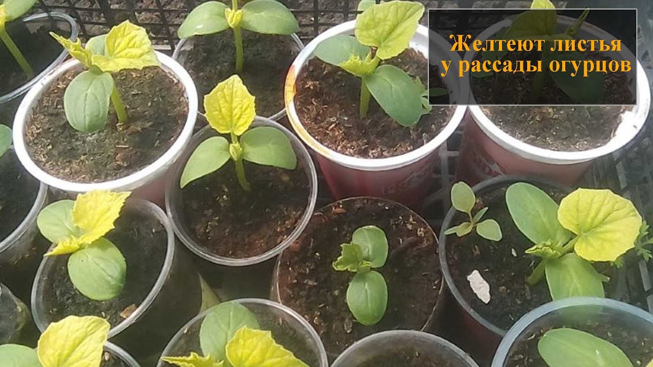 Как восстановить здоровье растения: пошаговое руководство по уходу