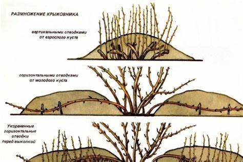 Как размножить ежевику черенками и отводками летом и осенью Как размножить ежевику черенками, отводками, летом, осенью