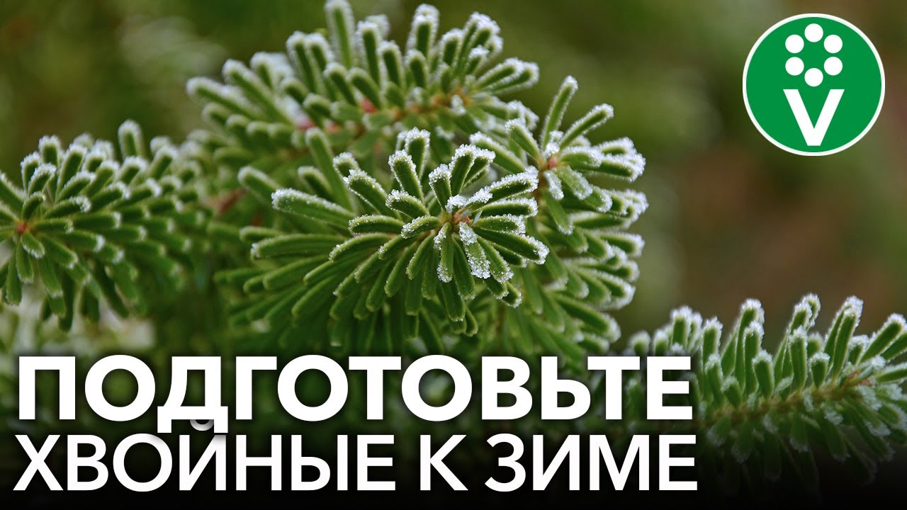 Борьба с основными вредителями хвойных культур: практические советы