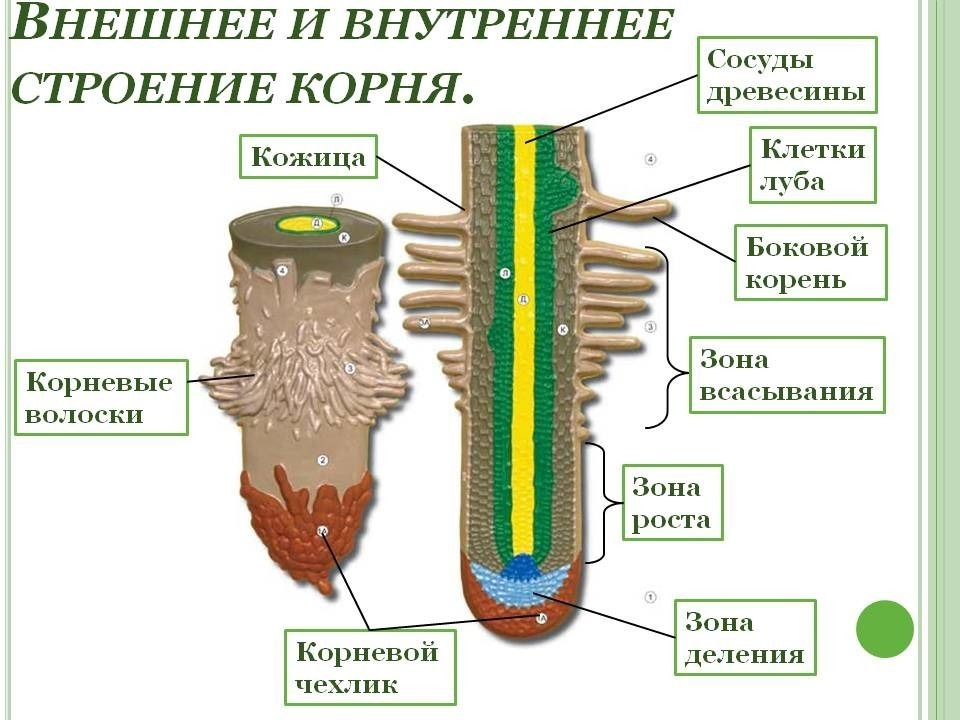 Что такое вариегатность растений и как самостоятельно управлять этим явлением Вариегатность растений – что это такое и как ее регулировать | Полезно